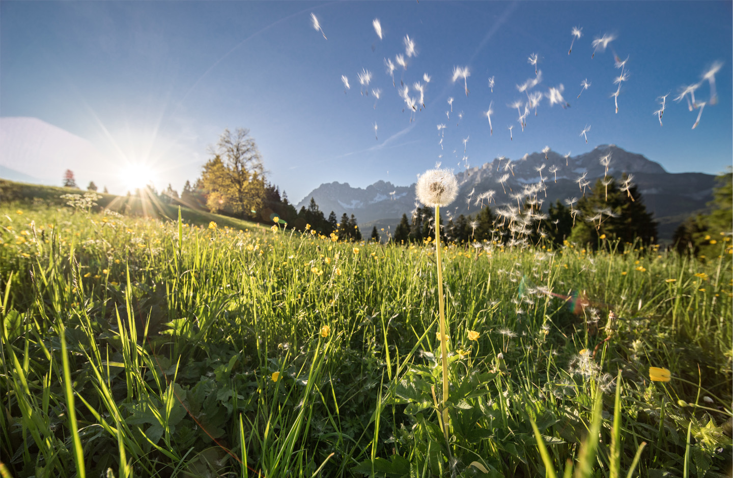 Titelbild vom Geschäftsbericht - Landschaftsbild mit grüner Wiese und Pusteblume im Vordergrund.